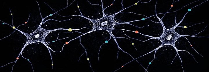 neurons